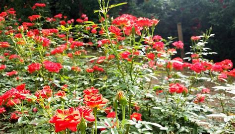 HOUY PAK PAI ROSE GARDEN (2026) All You SHOULD Know Before Going (with ...