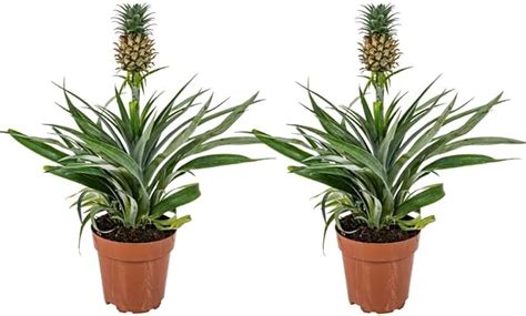 Mphmi Live Plant Nursery NCR Plants Live Healthy Fruit Pineapple Plant ...