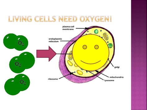 Image result for PaO2/FiO2