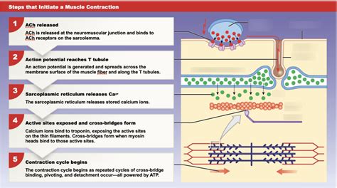 Steps of Muscle Contraction 的图像结果
