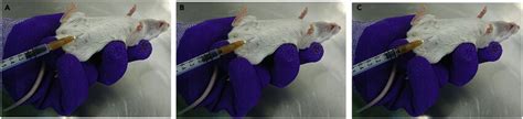 Image result for Intraperitoneal Injection Mouse