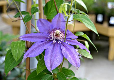 Types Of Climbing Clematis Vines - Design Talk