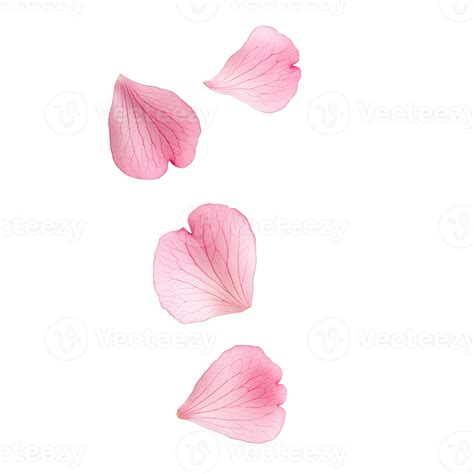 Cherry Blossom Petals Transparent Background 60007937 PNG