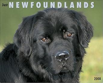 Just Newfoundlands 2008 Calendar : Amazon.in: Books