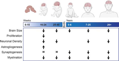 Frontiers | Neurodevelopment in Down syndrome: Concordance in humans ...