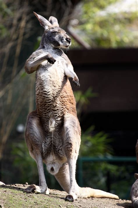 Fotografien aus Tierparks