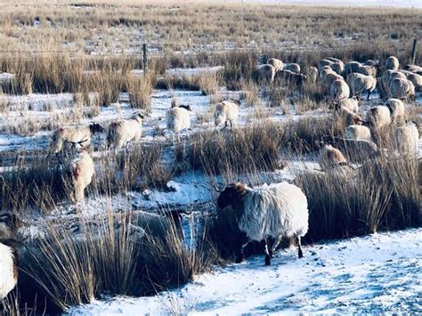 Lake Kokonor (Xining) - 2021 What to Know Before You Go (with Photos ...