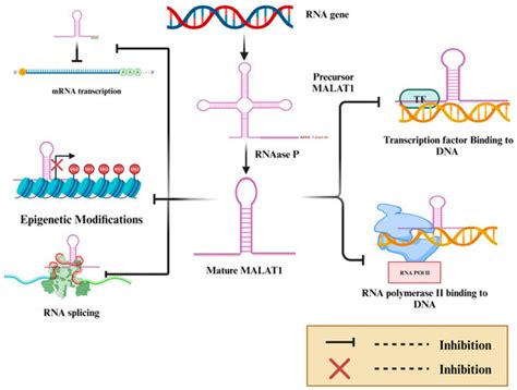 MALAT-1 Is a Key Regulator of Epithelial–Mesenchymal Transition in ...