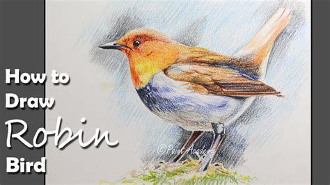 How to Draw A Robin Bird with Colored Pencil | step by step - YouTube