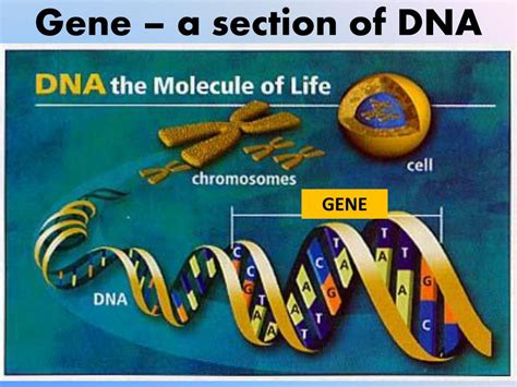 Gene Protein 的图像结果
