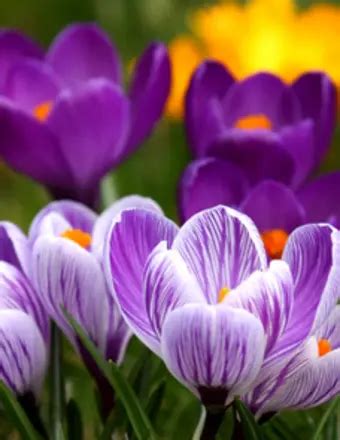 Obituary Listings | Dimery and Rogers Funeral Home