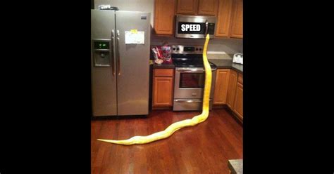 Speed Up Python Code 的图像结果