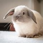 Image result for Brown Lion Head Bunny