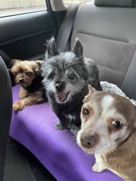 Long Live Your Chiweenie: Understanding Their Life Span - [2026]