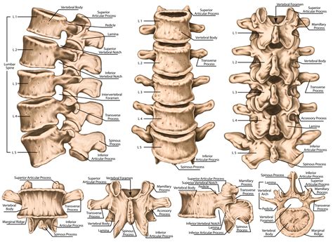 Lumbar Back Anatomy: Lumbar Anatomy – QTKP