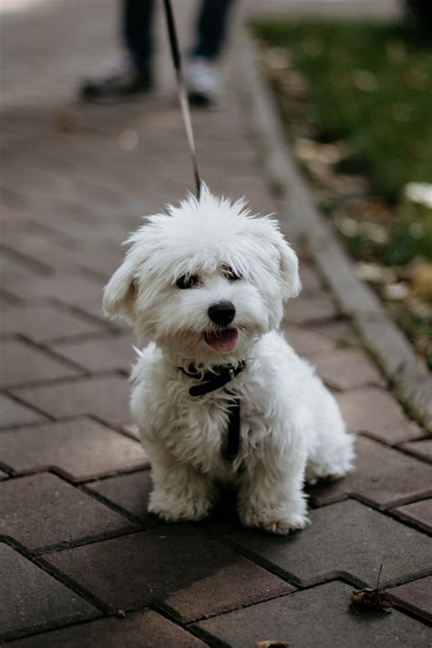 Bichon Frise Size Chart: How Big Is A Full-Grown Bichon Frise?
