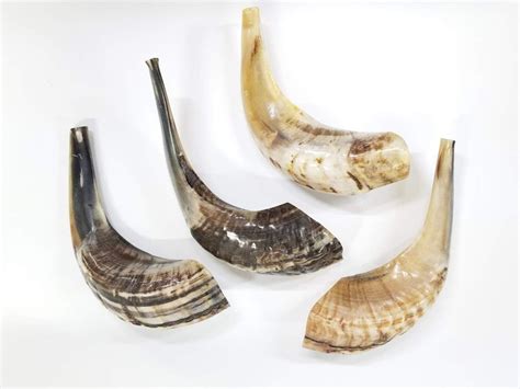 Buy 10"-12" Traditional Ram's Horn Shofar from Israel by LION OF JUDAH ...