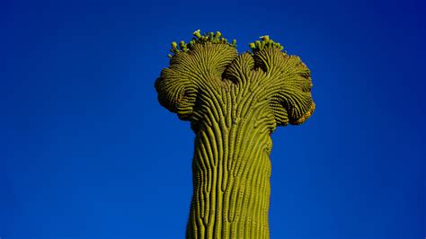 Crested Saguaro Cactus a Wonder of the Sonoran Desert