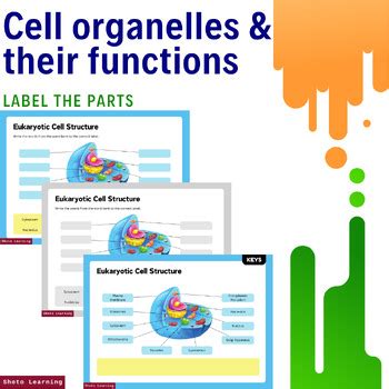Cell Structure Worksheet Answers 的图像结果