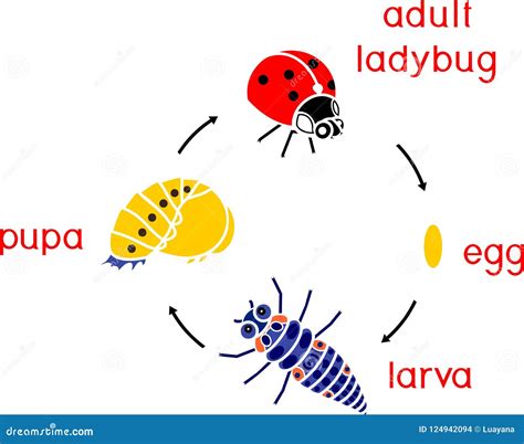 Life Cycle Of Ladybug. Stages Of Development Of Ladybug From Egg To ...