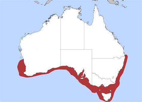 Understanding The Gummy Shark Species Habitat And Behavior Challenges In Southern Australia