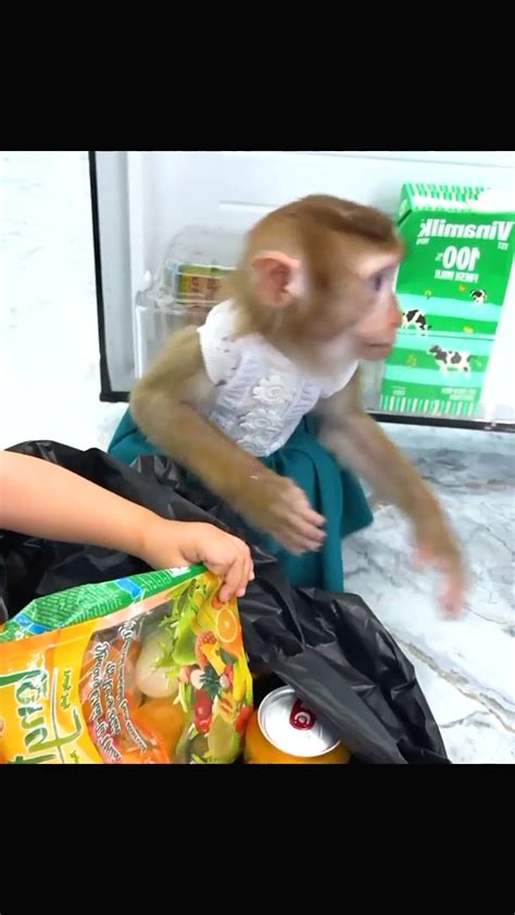 Image result for Monkey Falling Off Tree