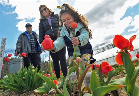 Pick-your-own tulips at Cross Street Flower Farm in Norwell