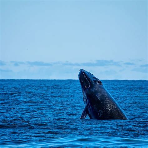 26+ BEST Things To Do During Summer In Maine In 2025