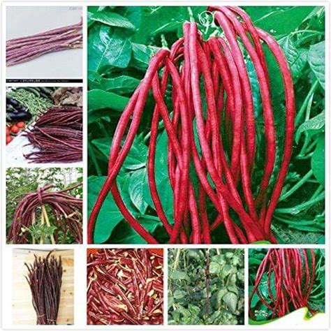Cowpea Beans/Barbatti Vegetable Seeds (RED , Pack of 25g, 225+ Seeds ...