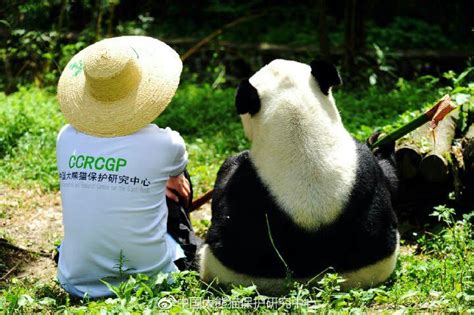 招聘大熊猫饲养员数百份简历零录取，管理方：岗位要求还蛮高的 - 知乎