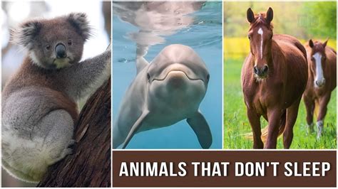 25 Wild Animals that Don't Sleep at Night [With Images]