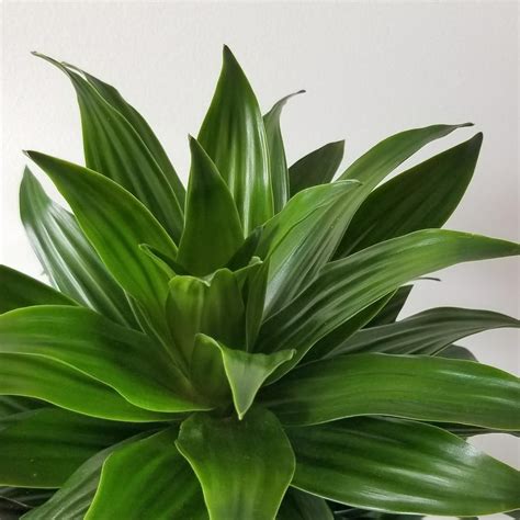 Dracaena Janet Craig Compacta Cane - Live Plant in a 10 Inch Pot ...