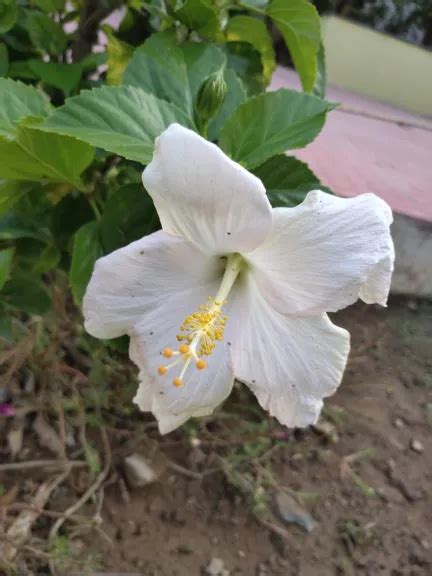 Garden at SRC