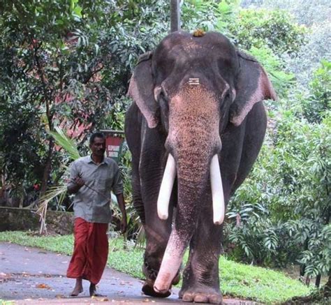 Kottur Soman - Kerala Elephant - HiKerala.in