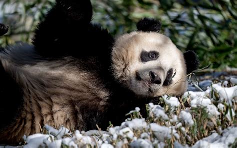 Download wallpaper 1680x1050 panda, animal, grass, snow widescreen 16: ...