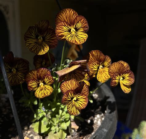 My Violas looking good in the sun : r/BotanicalPorn