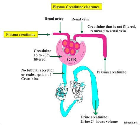 Image result for Net Filtration Rate Kidneys