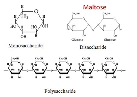 Introduction to the biomolecules - BioChemiThon