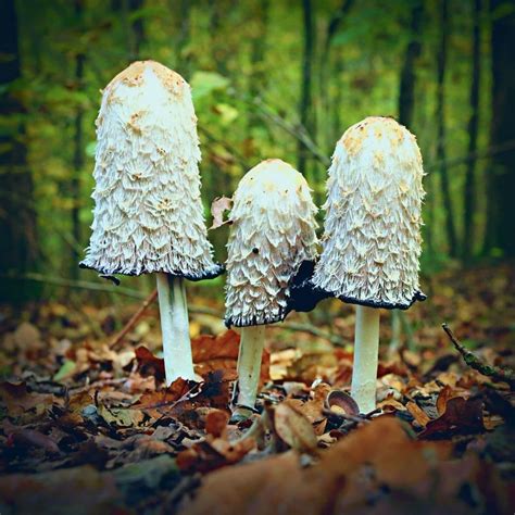 Shaggy Mane Inky Cap Mushrooms