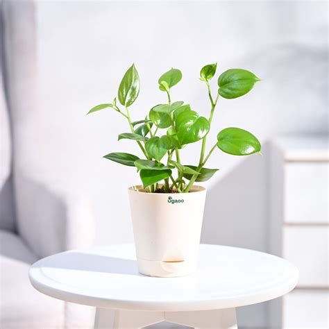 Buy Peperomia Green Creeper Plant : Nature's Elegance Indoors – Ugaoo