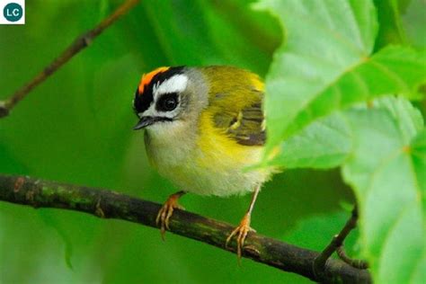 Image result for Formosan Firecrest