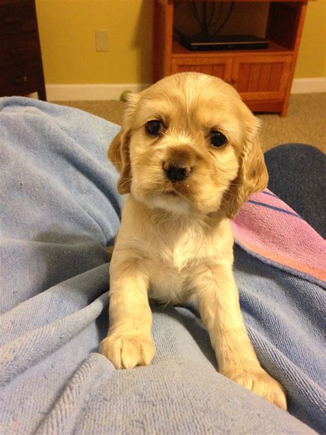 American Cocker Spaniel Puppies For Sale | NC, NC #259982