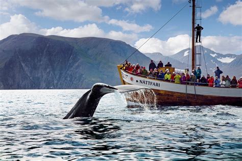 Whale Watching in Iceland 2024 - Rove.me