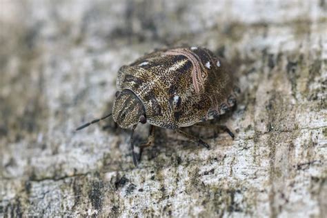 Do Carpet Beetles Bite - Green and Clean Home Services