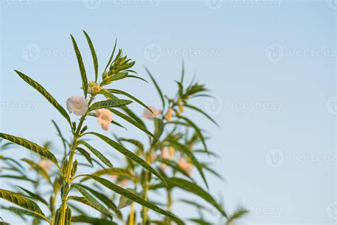 Image result for SE Samo Tree