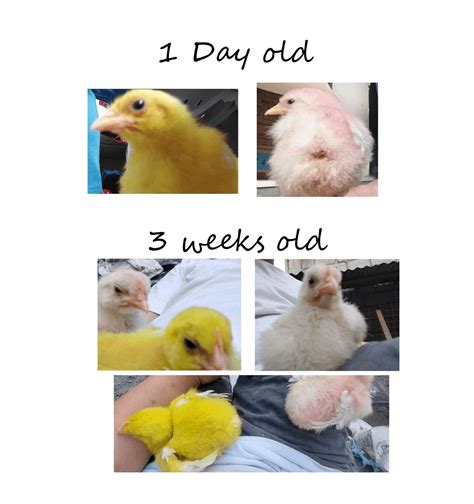 So I bought these little chicks 8 weeks ago (there was a chick vendor ...