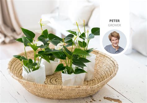 How to make plants bloom again? - Anthurium English