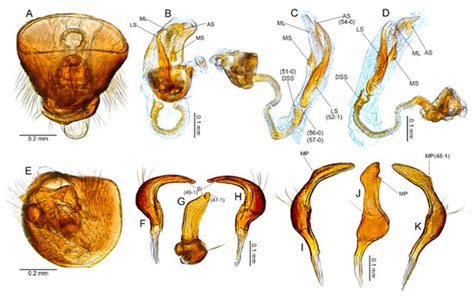 Insects | Special Issue : Phylogeny and Morphological Evolution of ...