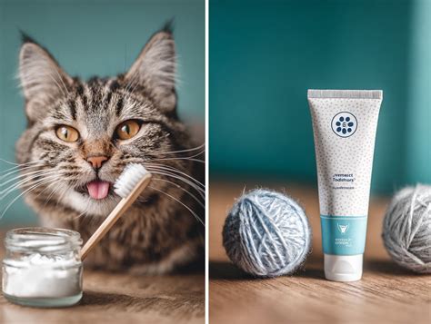 Image result for Homemade Cat Toothpaste