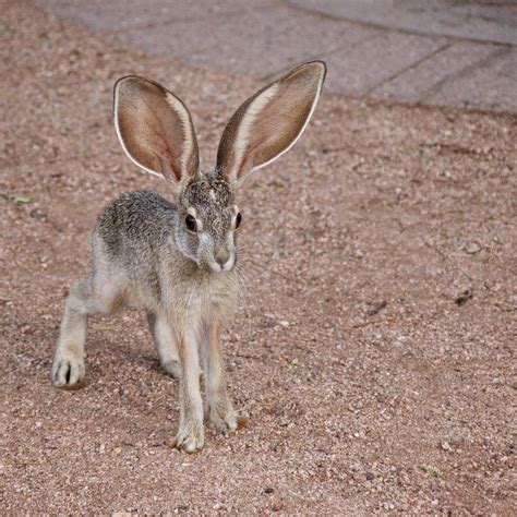 🔥 Black-tailed jackrabbit : r/NatureIsFuckingLit